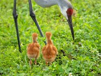 A1G5908c  Sandhill Crane (Antigone canadensis) - pair with 4-day-old colts